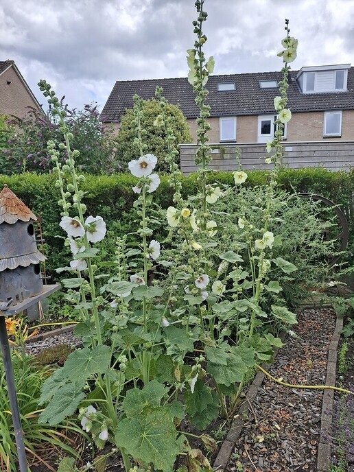 Gevelplanten - Foto: Gruune Jopie