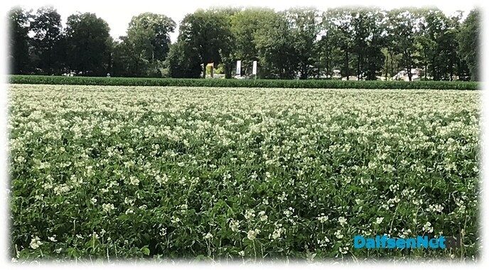 Bloeiende aardappels …. - Foto: Willie uut Hessum