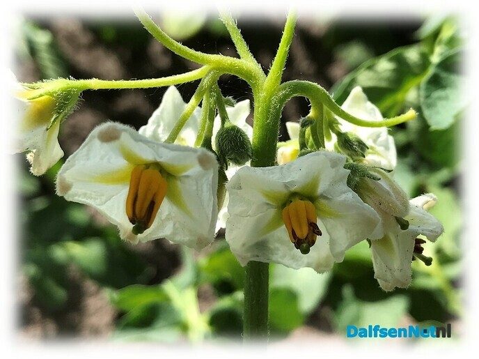 Bloeiende aardappels …. - Foto: Willie uut Hessum