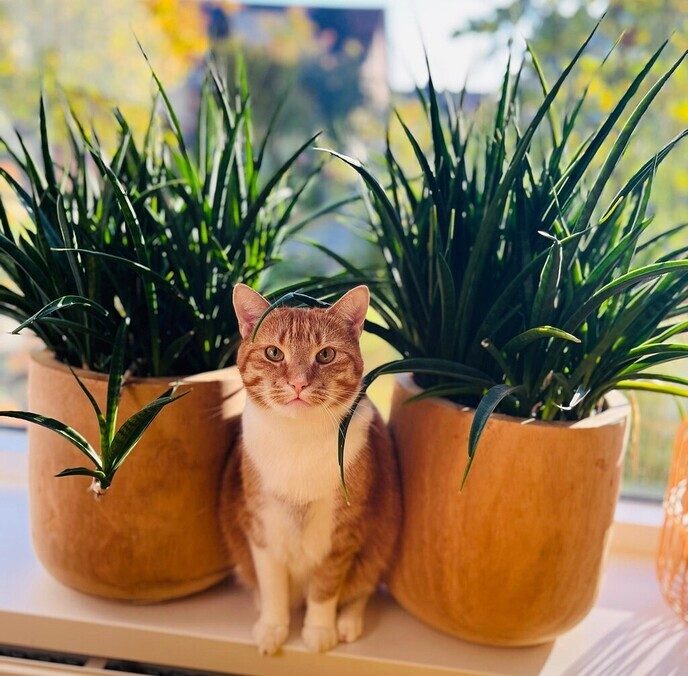 Kat vermist in Nieuwleusen is weer terug - Foto: Hans Keesmaat