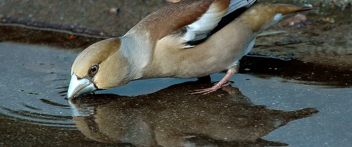 Denk aan de veugelties: voor al noe - Foto: Ingezonden foto