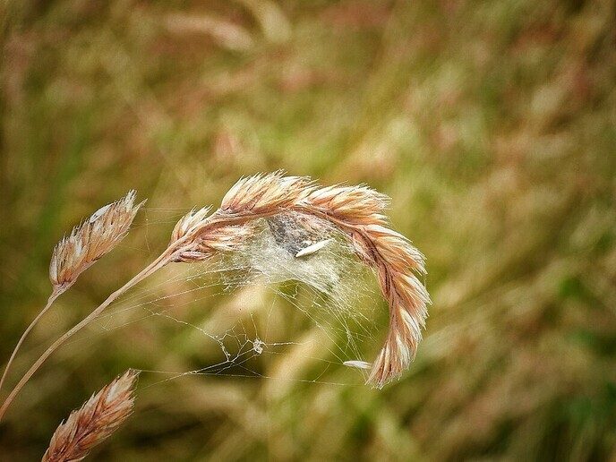 Vervolg Bellingeweer ( 2) - Foto: Femmie Smink