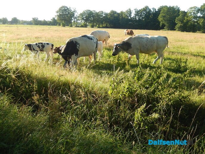 Platteland in hartje zomer - Foto: Willy