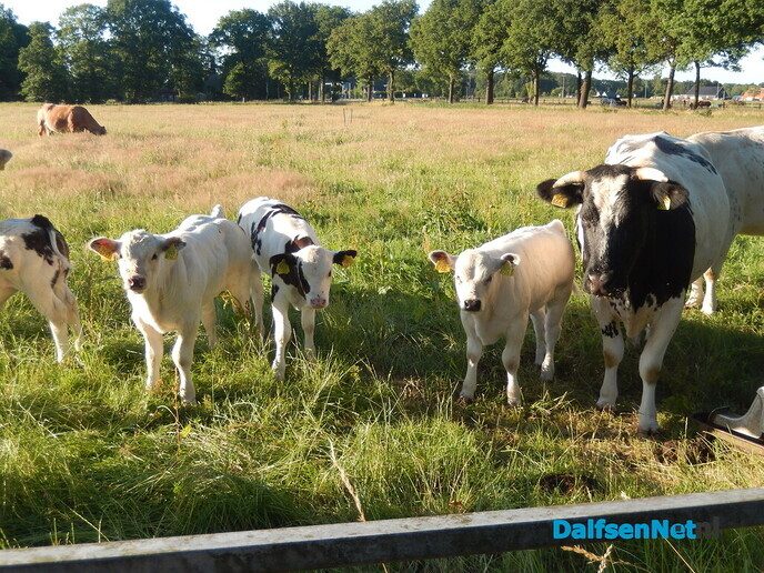 Platteland in hartje zomer - Foto: Willy
