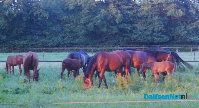 Wat sfeerplaatjes - Foto: Willy