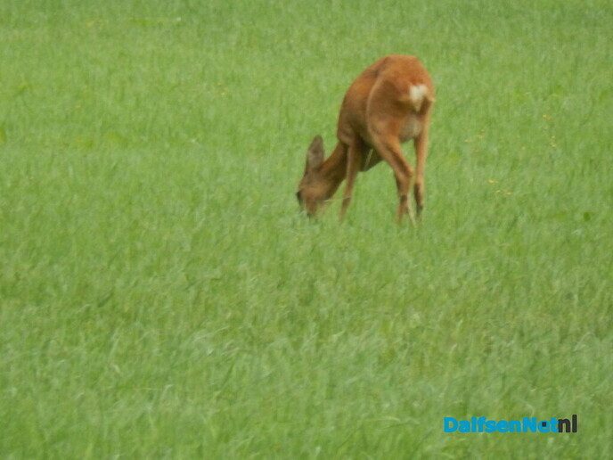 Pure natuur - Foto: Willy