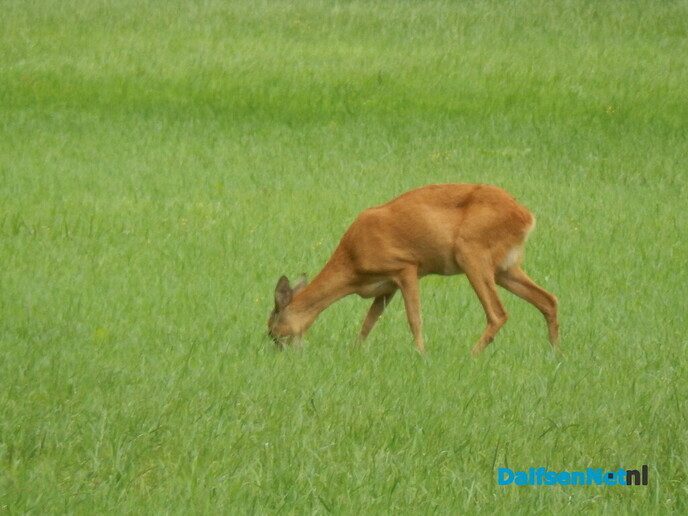 Pure natuur - Foto: Willy