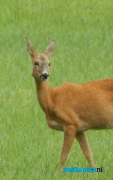 Pure natuur - Foto: Willy