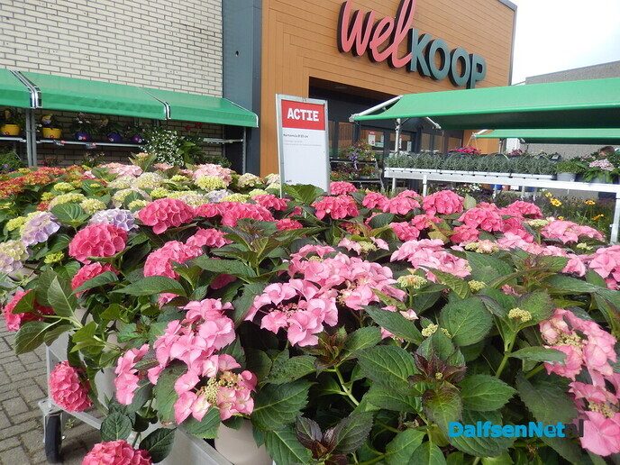 Met dit weer moeten de bloemen en planten de grond in - Foto: Willy
