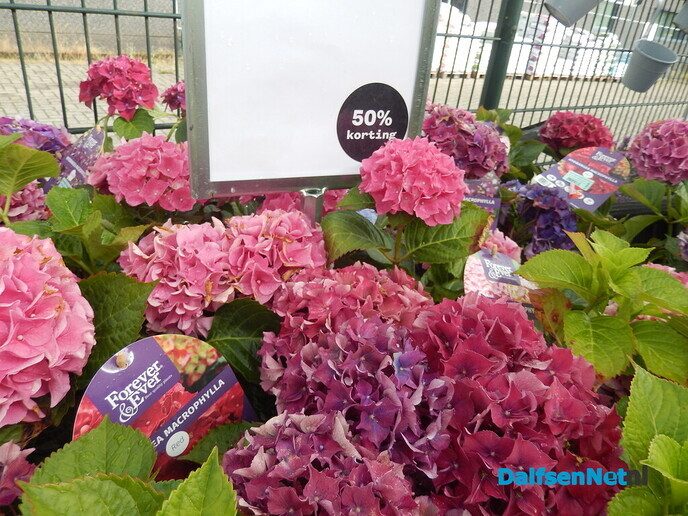 Met dit weer moeten de bloemen en planten de grond in - Foto: Willy