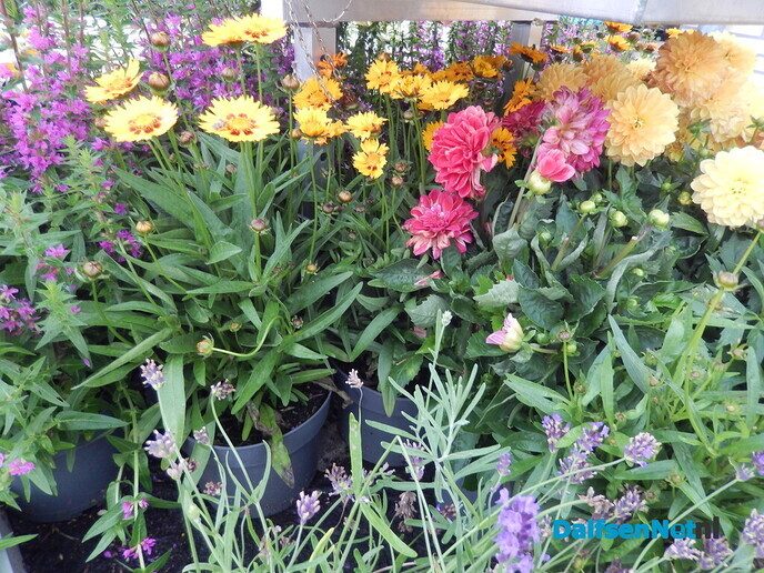 Met dit weer moeten de bloemen en planten de grond in - Foto: Willy