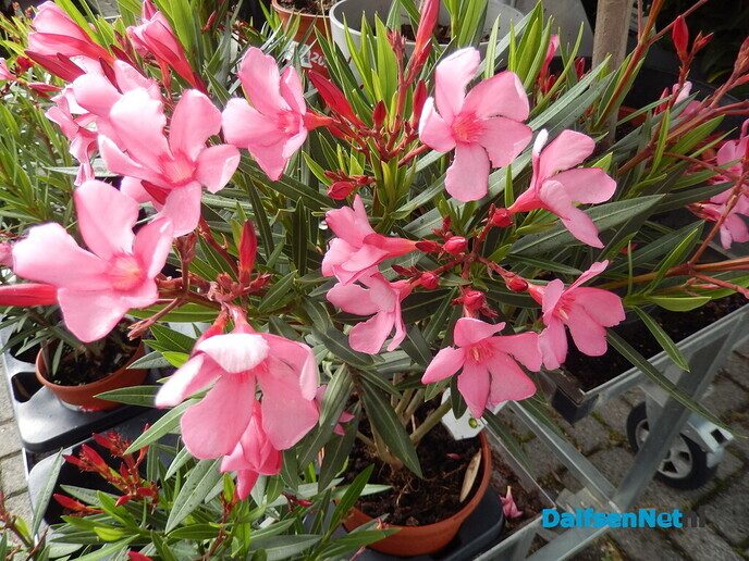 Met dit weer moeten de bloemen en planten de grond in - Foto: Willy