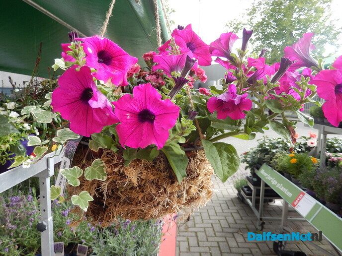 Met dit weer moeten de bloemen en planten de grond in - Foto: Willy