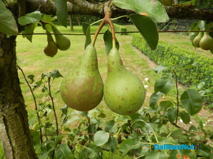 Even in de tuin van Henri kijken - Foto: Willy