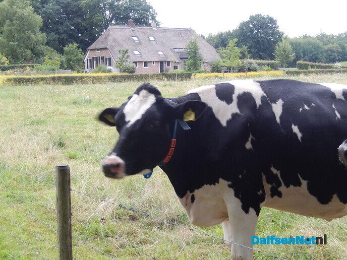 Even in de tuin van Henri kijken - Foto: Willy