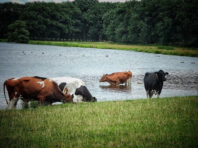 De Berg van Otten - Foto: Femmie Smink