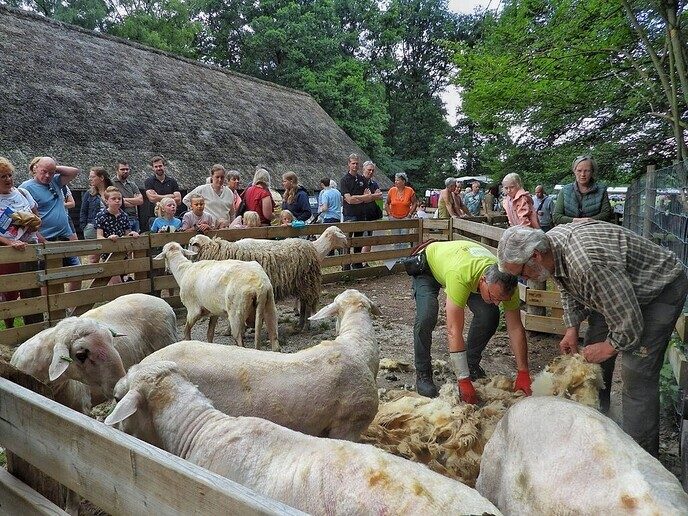 Wolfeest & Streekmarkt Giethmen - Foto: Femmie Smink