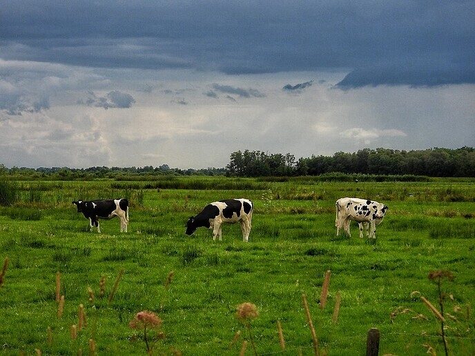 Hunebedden en Holteringerveld - Foto: Femmie Smink