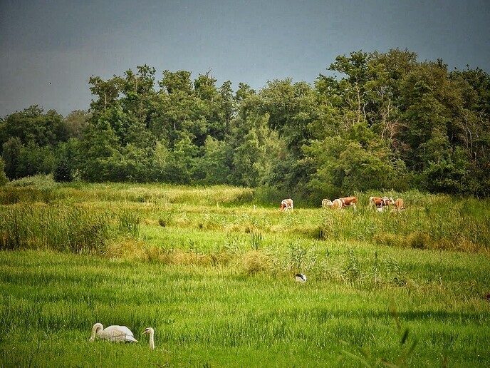 Hunebedden en Holteringerveld - Foto: Femmie Smink