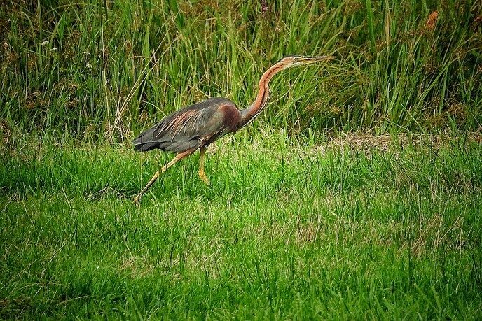 Hunebedden en Holteringerveld - Foto: Femmie Smink