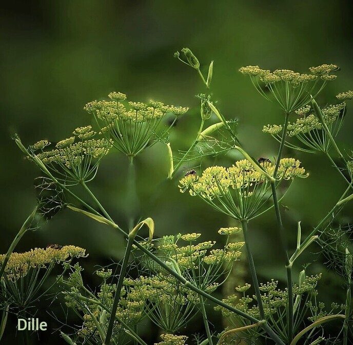 Vervolg Bellingeweer ( 2) - Foto: Femmie Smink