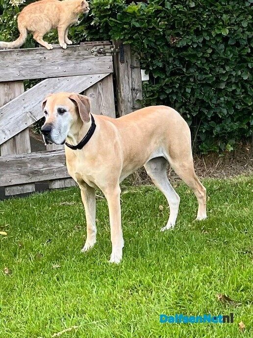 Hond vermist en gelukkig weer terug - Foto: Ingezonden foto
