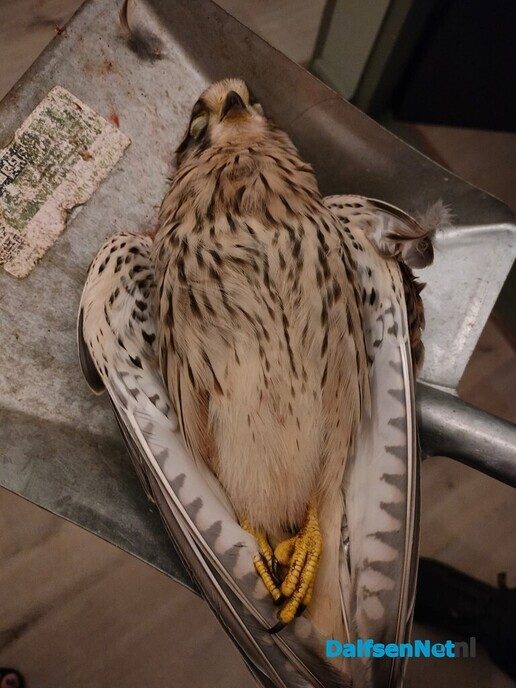 Onbeschadigde torenvalk taxidermie - Foto: Ingezonden foto