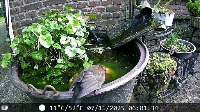 Het vogelbadje van H.G. 2025
