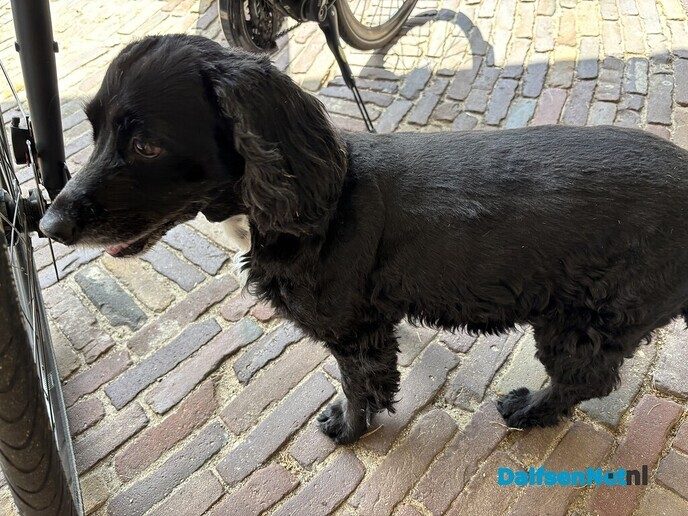 Hond aan komen lopen en weer thuis - Foto: Ingezonden foto