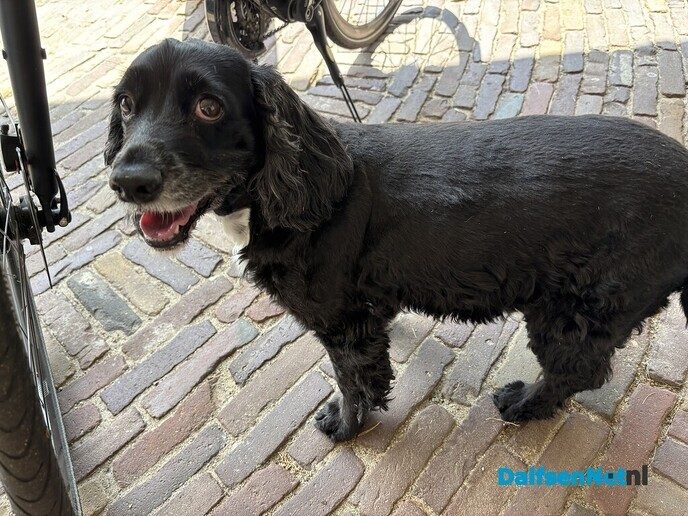 Hond aan komen lopen en weer thuis - Foto: Ingezonden foto