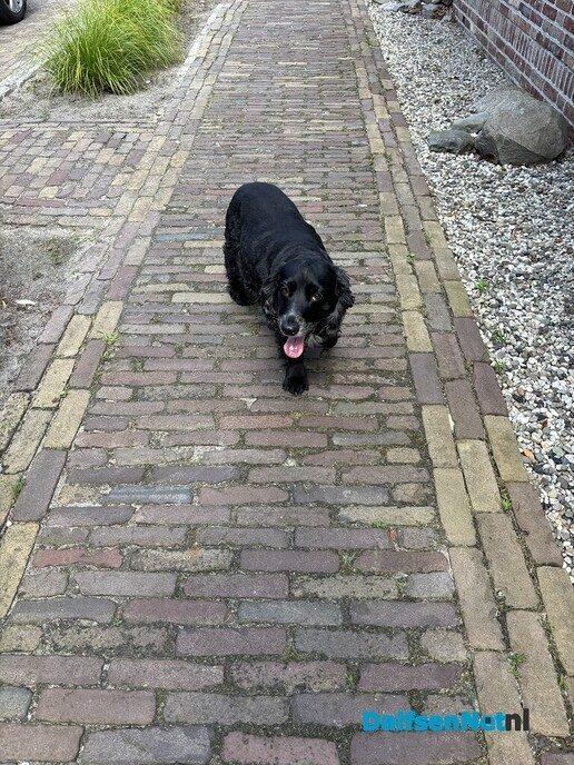 Hond aan komen lopen en weer thuis - Foto: Ingezonden foto
