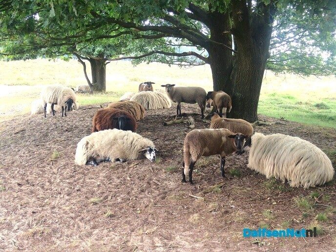 Wandelen rond de Reest in Oud Avereest - Foto: Wim