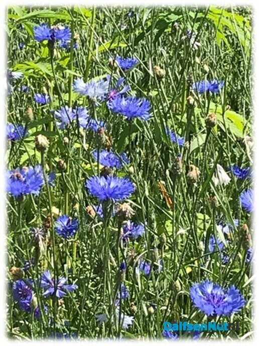 De Fazantenbosweg kleurt prachtig blauw - Foto: Willie uut Hessum
