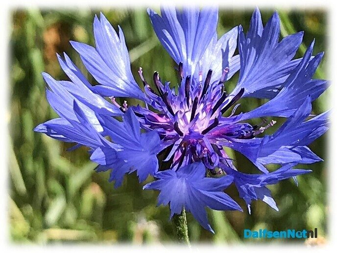 De Fazantenbosweg kleurt prachtig blauw - Foto: Willie uut Hessum