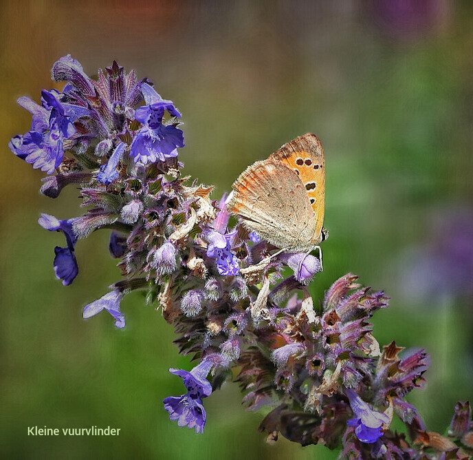 De vlinders vinden dit weer heerlijk - Foto: Femmie Smink