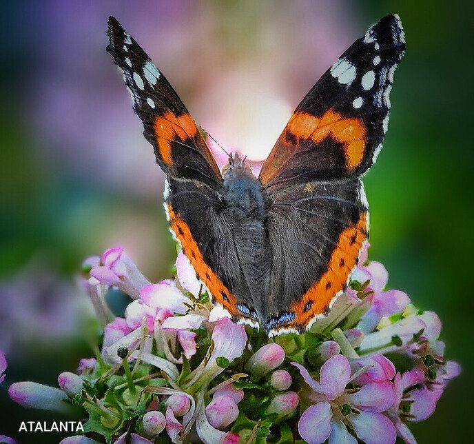 De vlinders vinden dit weer heerlijk - Foto: Femmie Smink