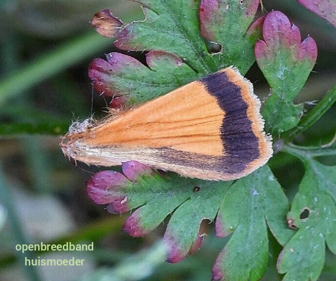 De vlinders vinden dit weer heerlijk - Foto: Femmie Smink