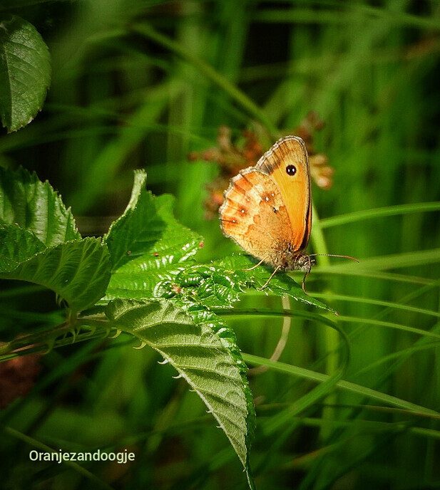 Mooi weer plaatjes - Foto: Femmie Smink