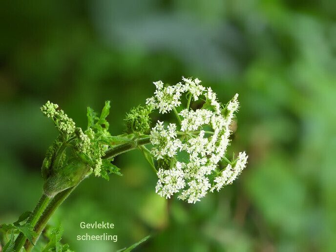 Mooi weer plaatjes - Foto: Femmie Smink