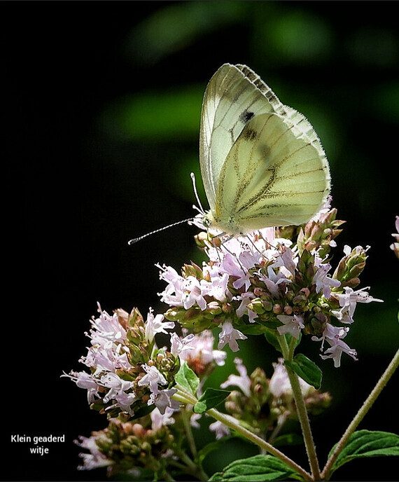 Mooi weer plaatjes - Foto: Femmie Smink