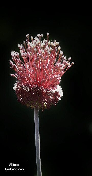 Mooi weer plaatjes - Foto: Femmie Smink