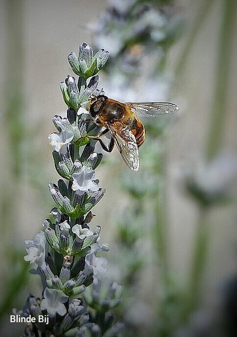 Mooi weer plaatjes - Foto: Femmie Smink