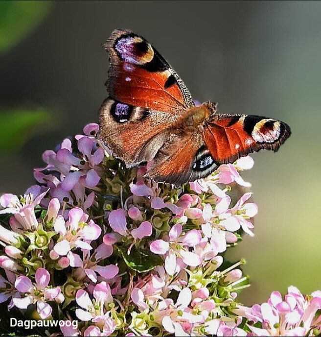 Mooi weer plaatjes - Foto: Femmie Smink