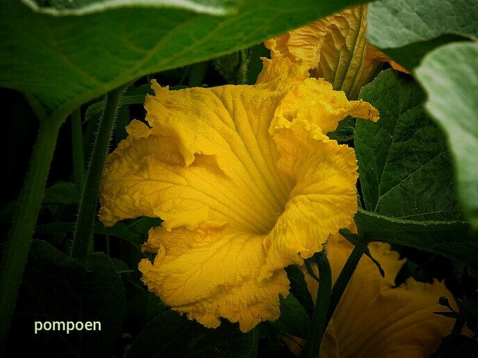 Vervolg Bellingeweer ( 2) - Foto: Femmie Smink