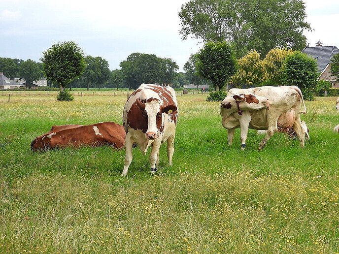 Vervolg Bellingeweer ( 2) - Foto: Femmie Smink
