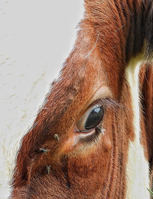 Vervolg Bellingeweer ( 2) - Foto: Femmie Smink