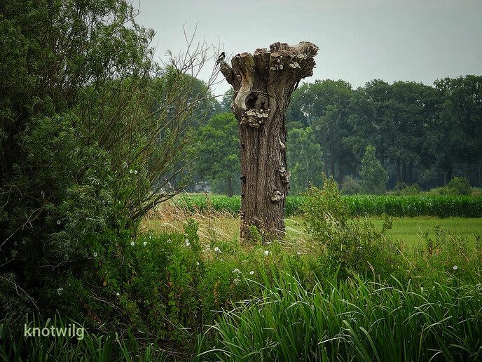 Vervolg Bellingeweer ( 2) - Foto: Femmie Smink