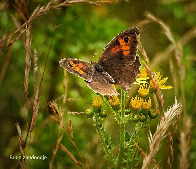 Vervolg Bellingeweer ( 2) - Foto: Femmie Smink