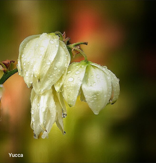 Bloemen lachen zich dood - Foto: Femmie Smink
