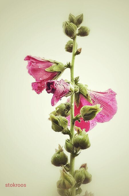 Bloemen lachen zich dood - Foto: Femmie Smink